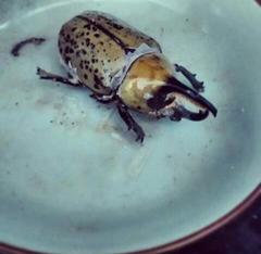 Dynastes hyllus