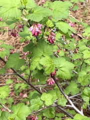 Ribes nevadense