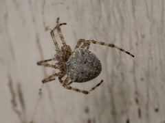 Araneus cavaticus