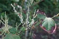 Reynoutria japonica