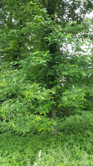 Fraxinus nigra