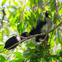 Oreophasis derbianus