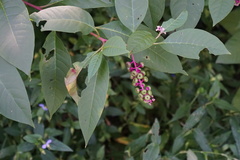 Phytolacca americana