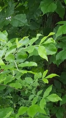 Fraxinus nigra