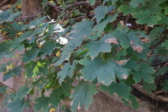 Acer platanoides