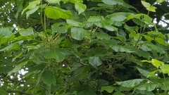 Toxicodendron radicans