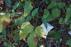 Toxicodendron radicans