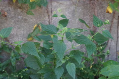 Ageratina altissima