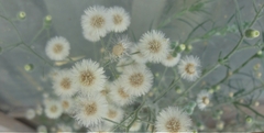 Erigeron bonariensis