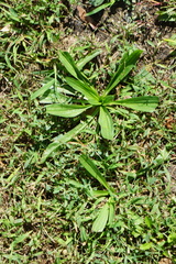 Plantago lanceolata
