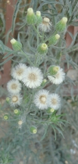 Erigeron bonariensis