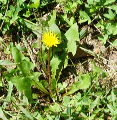 Taraxacum officinale