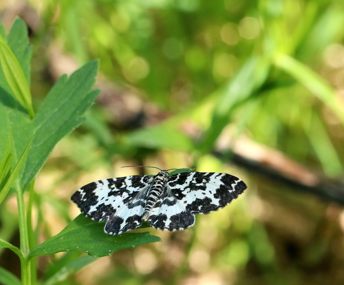 Spear-marked Black Moth