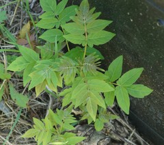 Ailanthus altissima