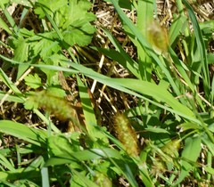 Setaria pumila