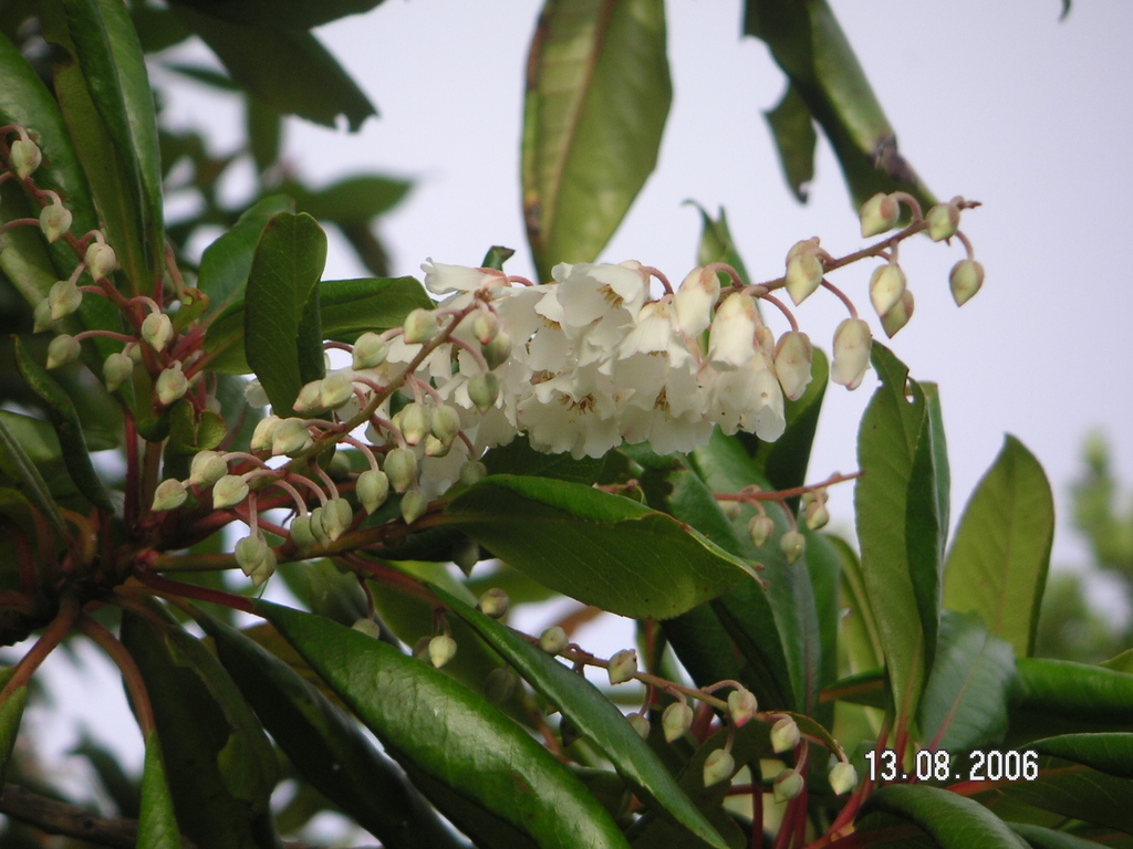 Clethra arborea (Clethra arborea)