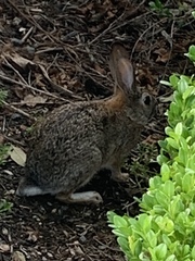 Sylvilagus audubonii