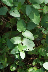Lonicera japonica