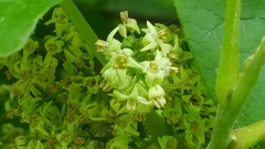 Toxicodendron radicans