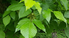 Toxicodendron radicans