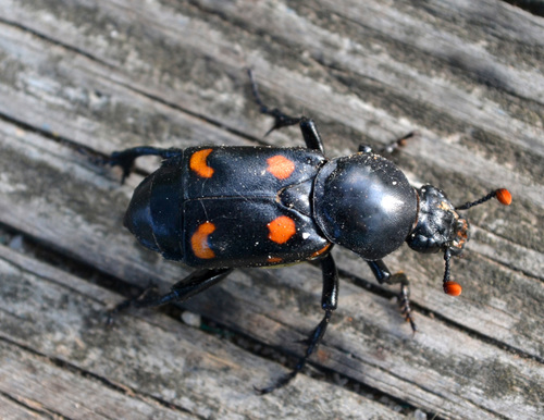 Nicrophorus carolinus (Linnaeus, 1771)