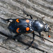 Carolina Burying Beetle - Photo (c) Wes Copas, some rights reserved (CC BY), uploaded by Wes Copas