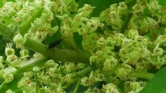 Toxicodendron radicans