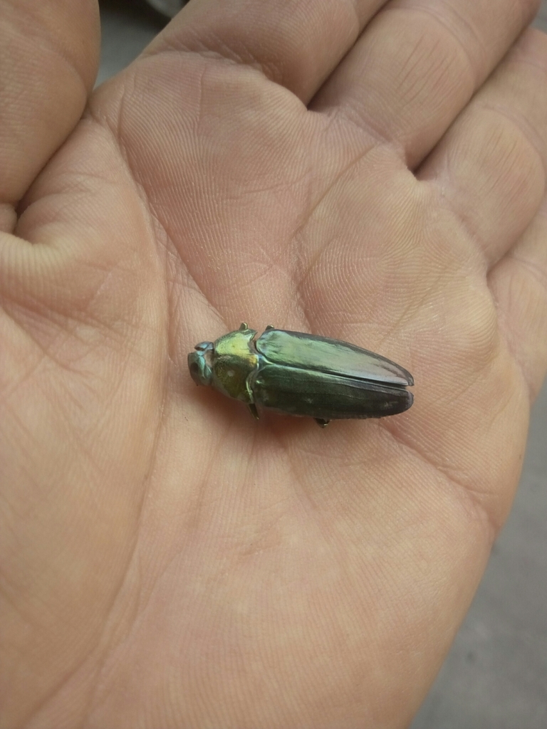 Colobogaster aureoviridis