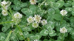 Trifolium repens