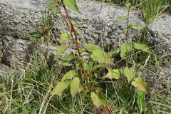 Symphyotrichum cordifolium