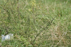 Symphyotrichum cordifolium