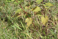 Symphyotrichum cordifolium