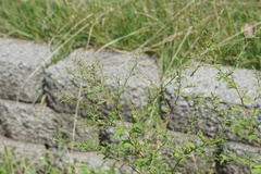 Symphyotrichum cordifolium