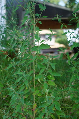 Chenopodium album