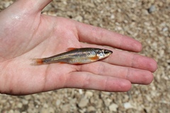 Notropis nubilus