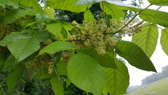 Toxicodendron radicans
