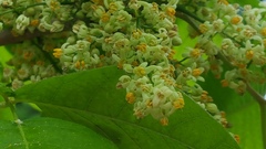 Toxicodendron radicans