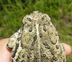 Anaxyrus fowleri