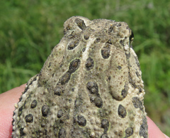 Anaxyrus fowleri