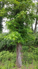 Toxicodendron radicans