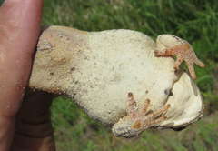 Anaxyrus fowleri