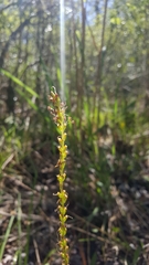 Plantago sparsiflora