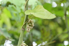 Cyclea peltata, photograph (c) Dinesh Valke, some rights reserved (CC BY-SA)