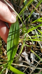 Plantago sparsiflora