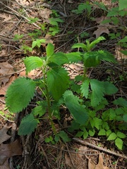 Urtica dioica dioica