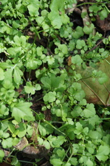 Cardamine occulta