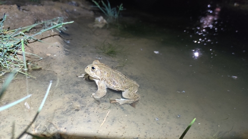 Mongolian Toad