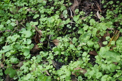 Cardamine occulta