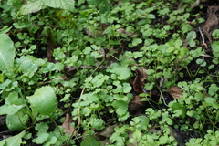 Cardamine occulta