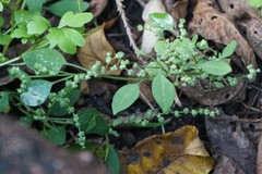 Chenopodium album